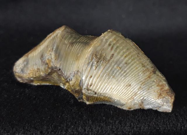 Cyrtospirifer verneuili (MURCHISON 1840) - Bild © FossNet FossilienStore